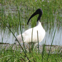 Black-headed Ibis